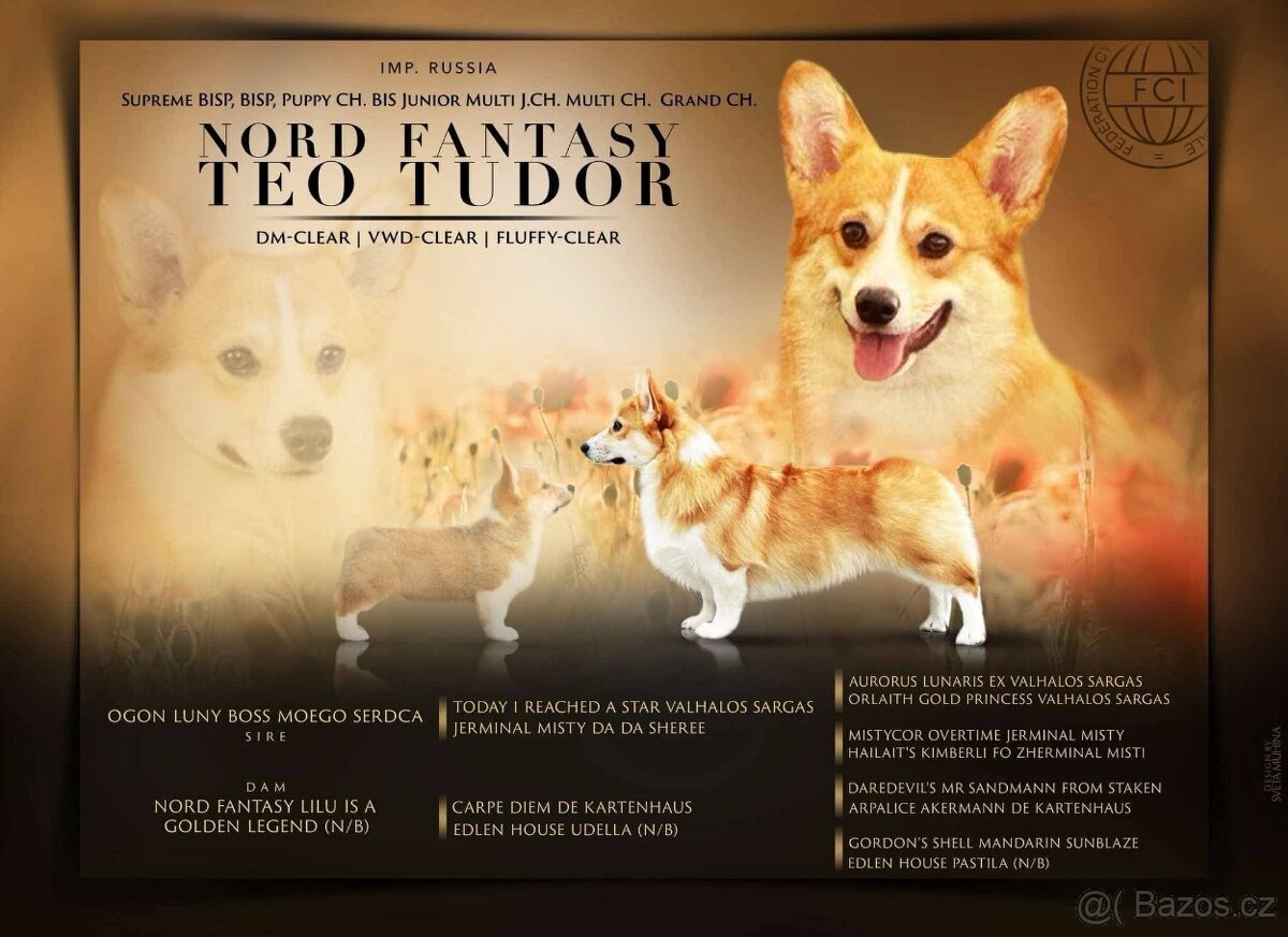 Welsh Corgi Pembroke