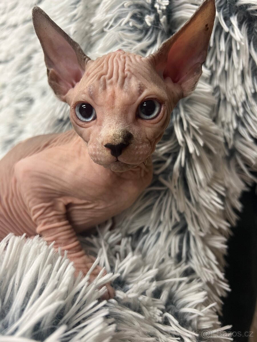 Kanadský sphynx