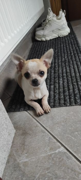 Čivava štěňata s PP