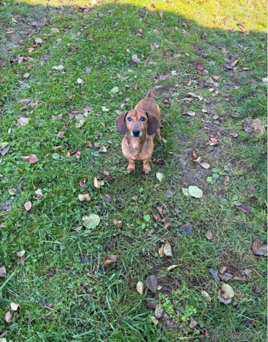 trpasličí jezevčík