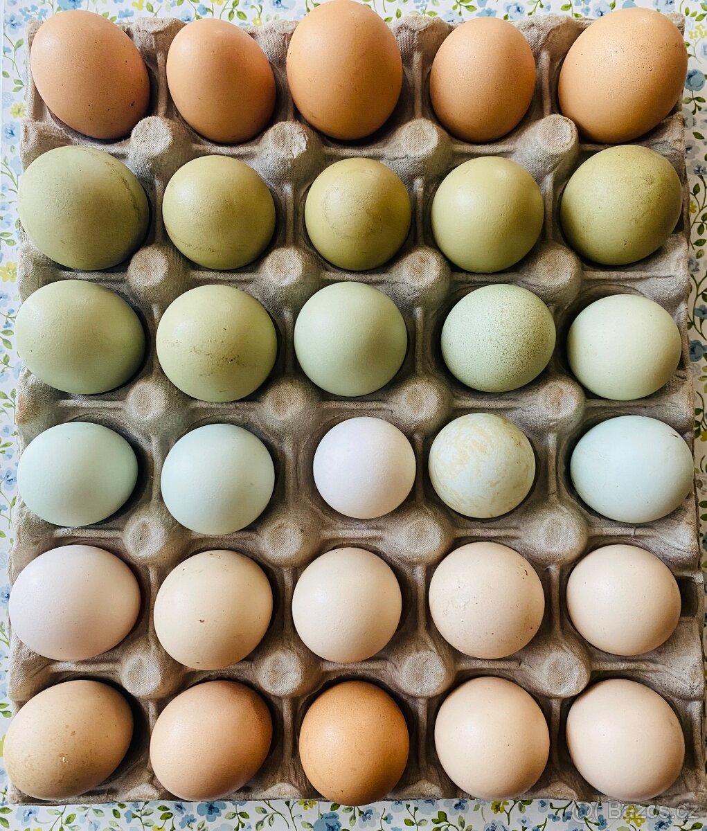 Vajíčka násadová ( NV)