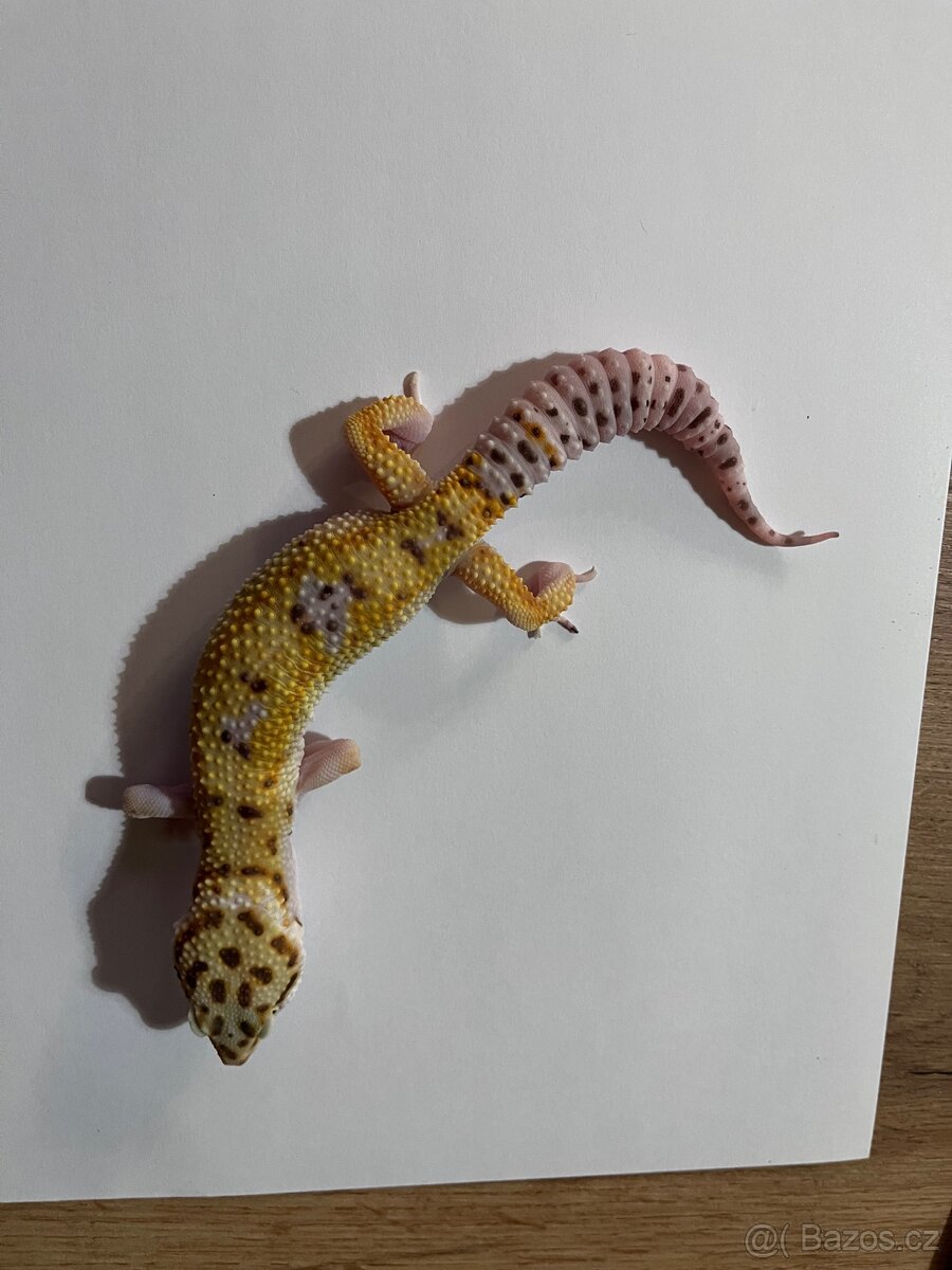 Samec gekončíka nočního