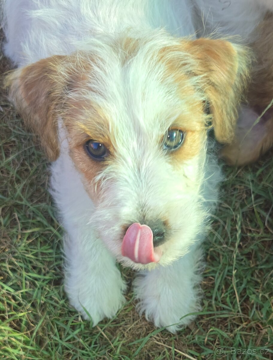 Jack russell terier