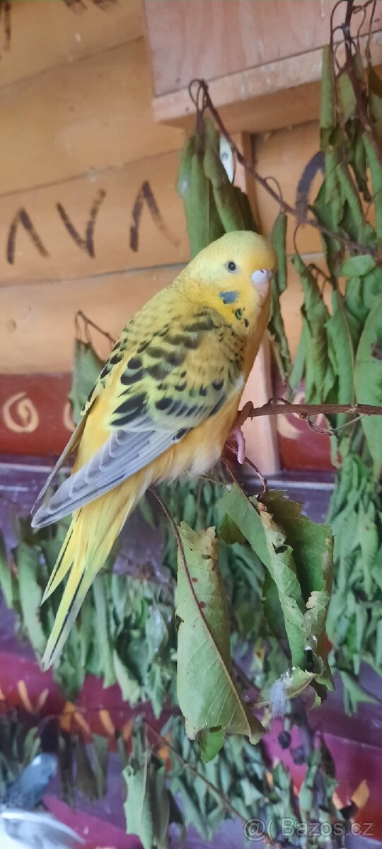 Andulka