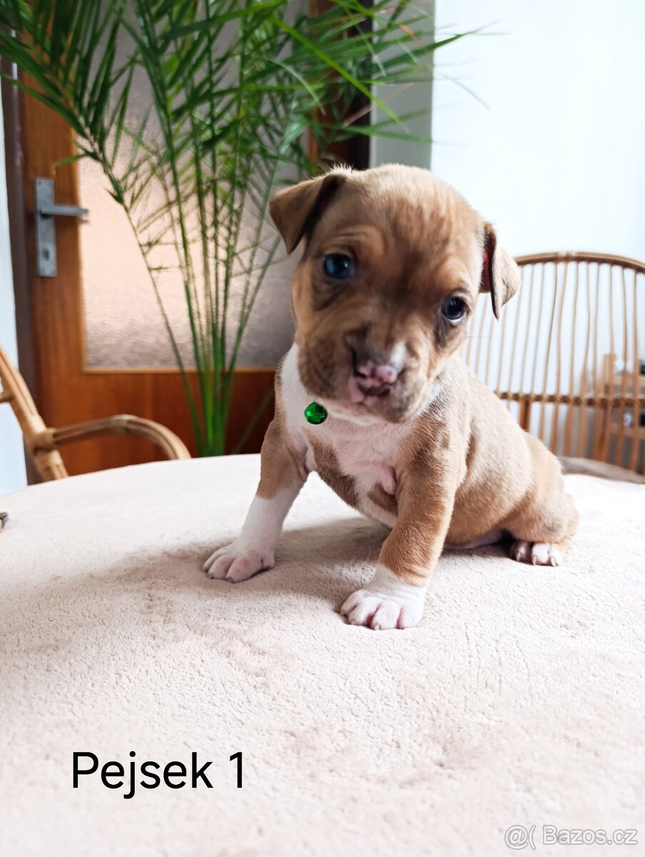 🐾 Americký stafordšírský teriér