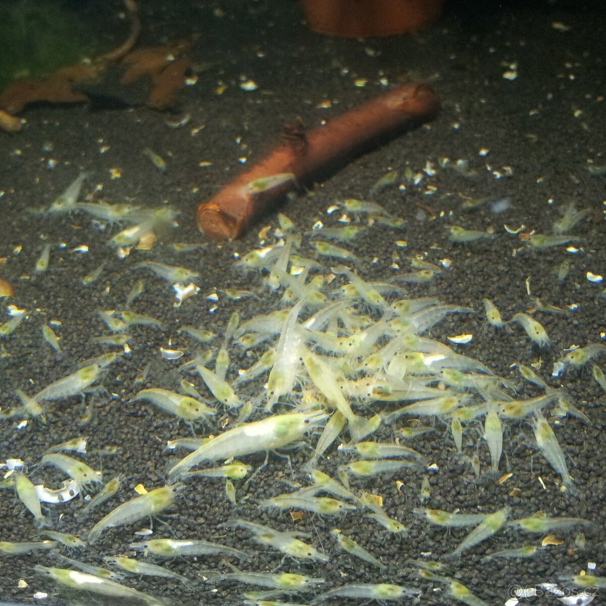 (NEDOSTUPNÉ) krevetky White Pearl