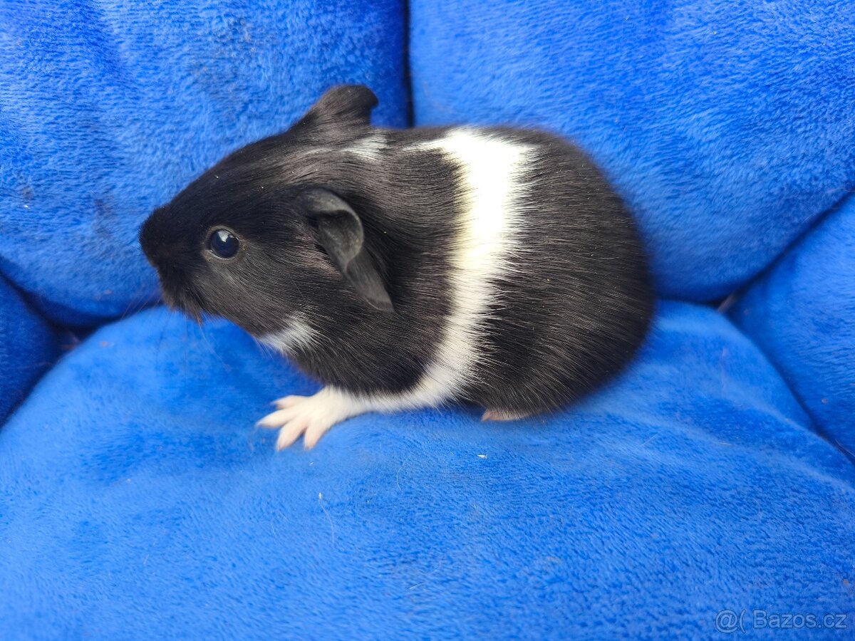 Morčátka s VP  i PP