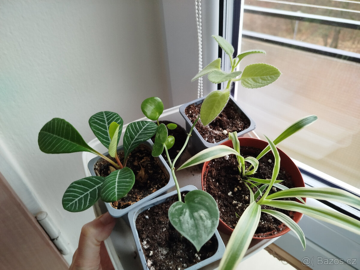 Mix pokojových rostlin 4