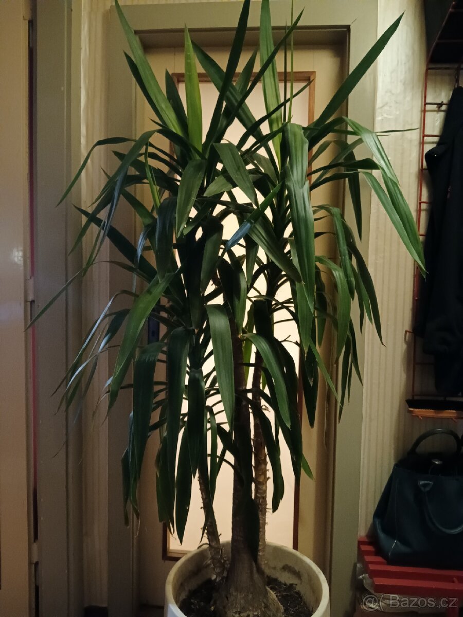 Rostlina Juka pokojová kytka