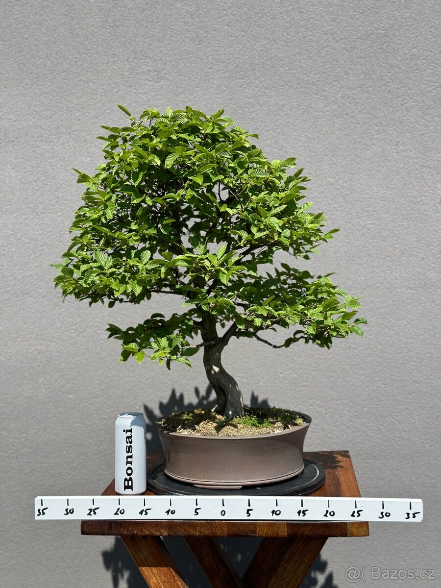 Bonsai Habr, carpinus betulus