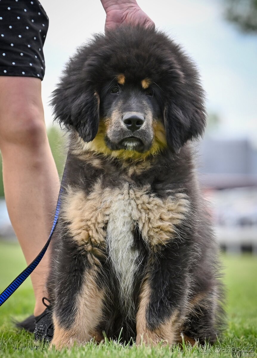 Tibetská doga