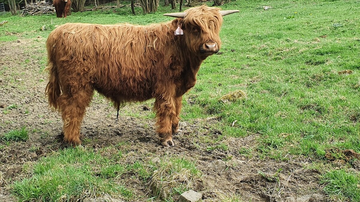 Prodej býčků HIGHLAND