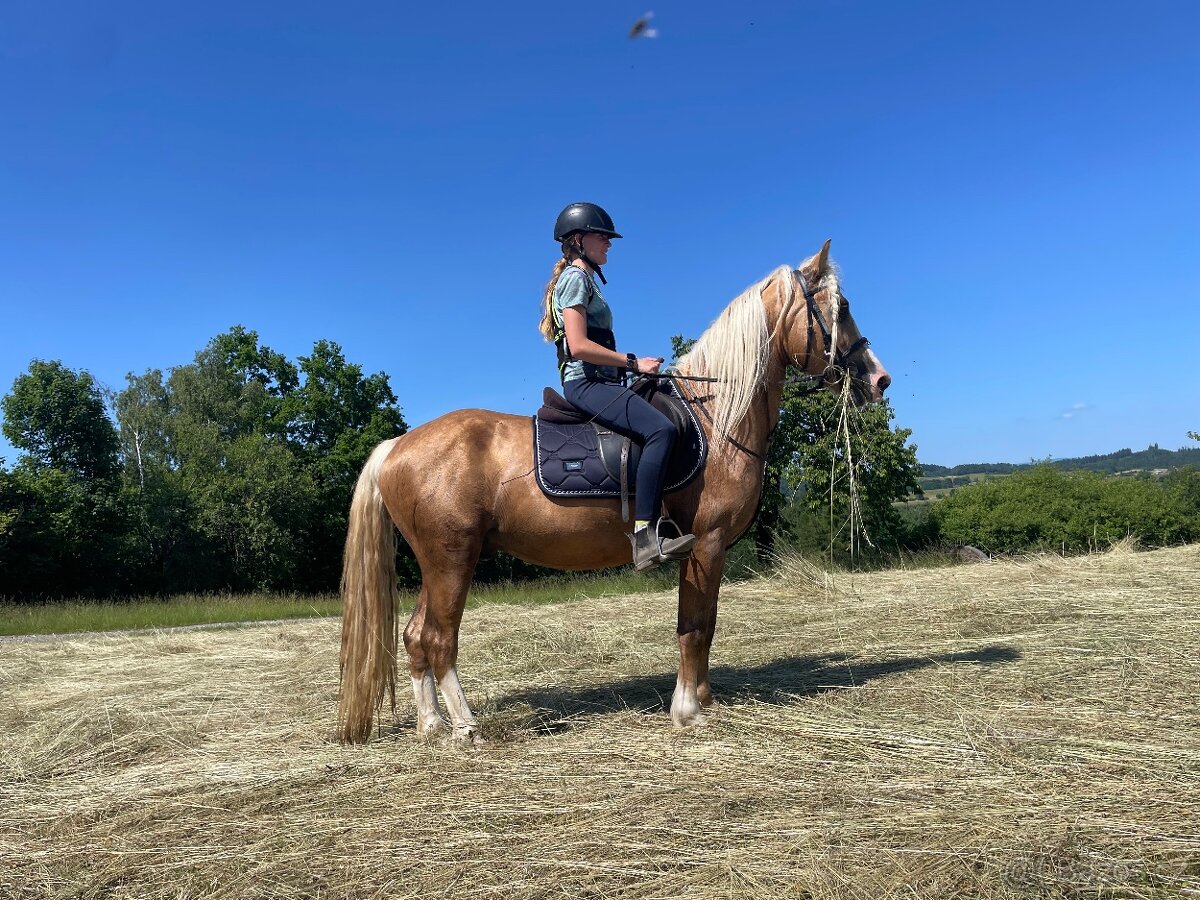 Koupím odstávče klisnu, kobylku Welsh Cob D