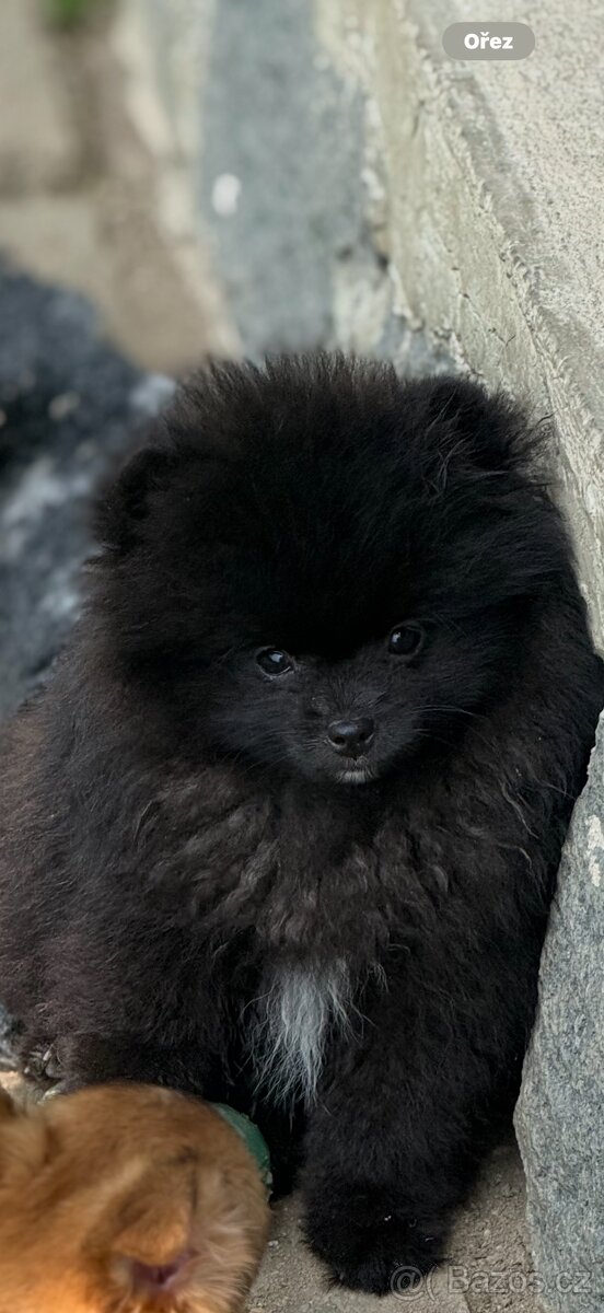 Pomeranian s PP