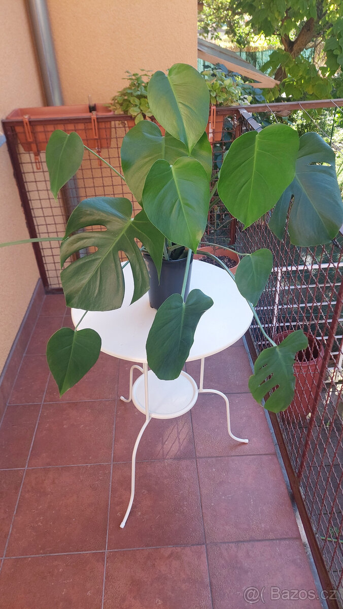 Monstera deliciosa