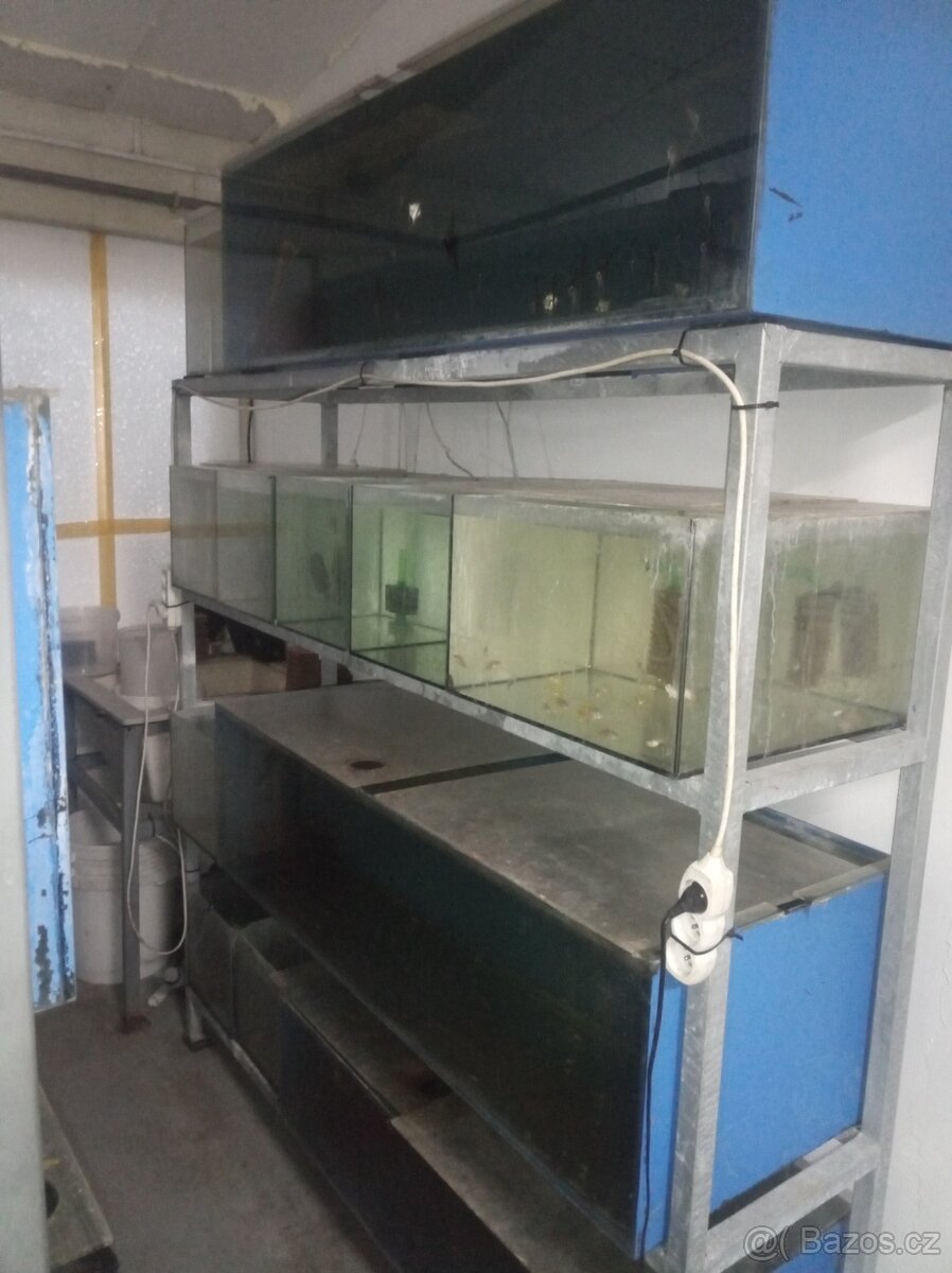Prodám akvária a vybavení odchovny