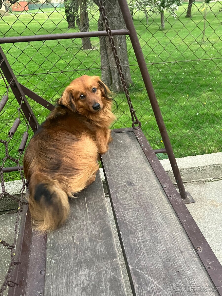 Daruji pejska do dobrých rukou