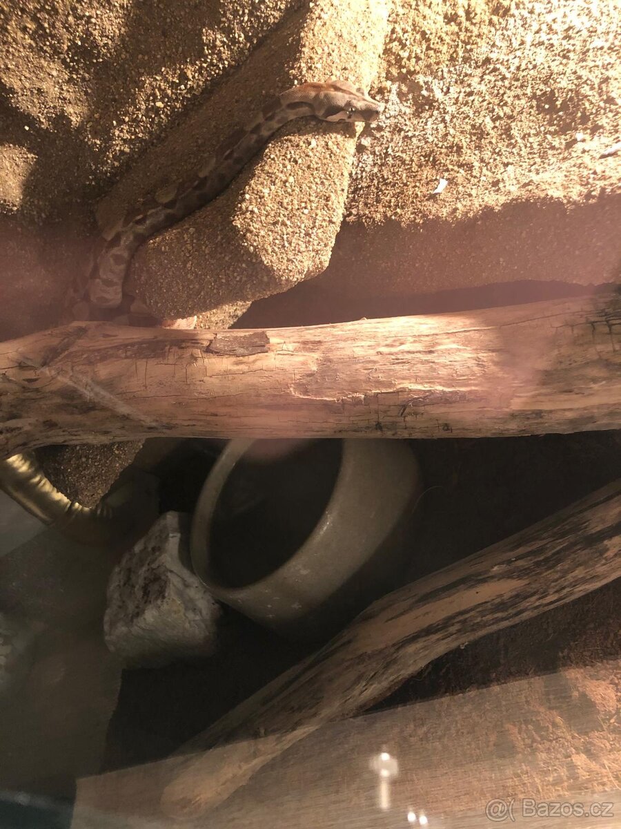 Hronýs Královský had