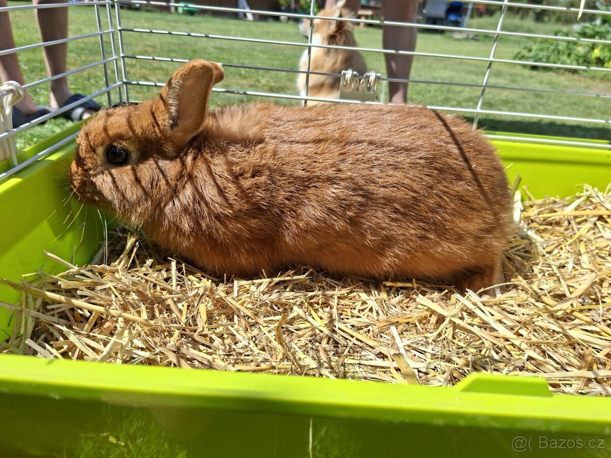 Zakrslý červený králík