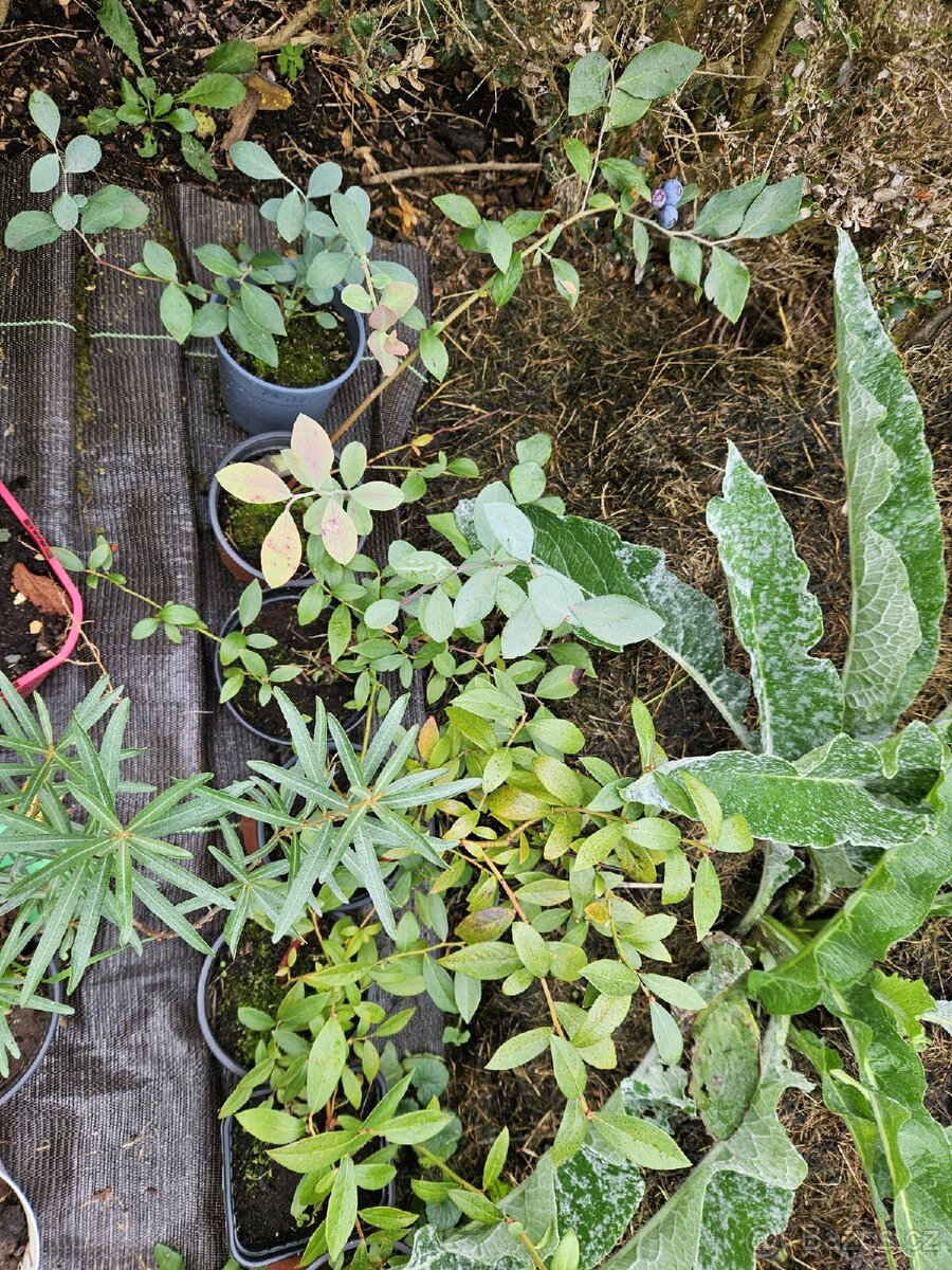 Kanadská borůvka růžová a modrá