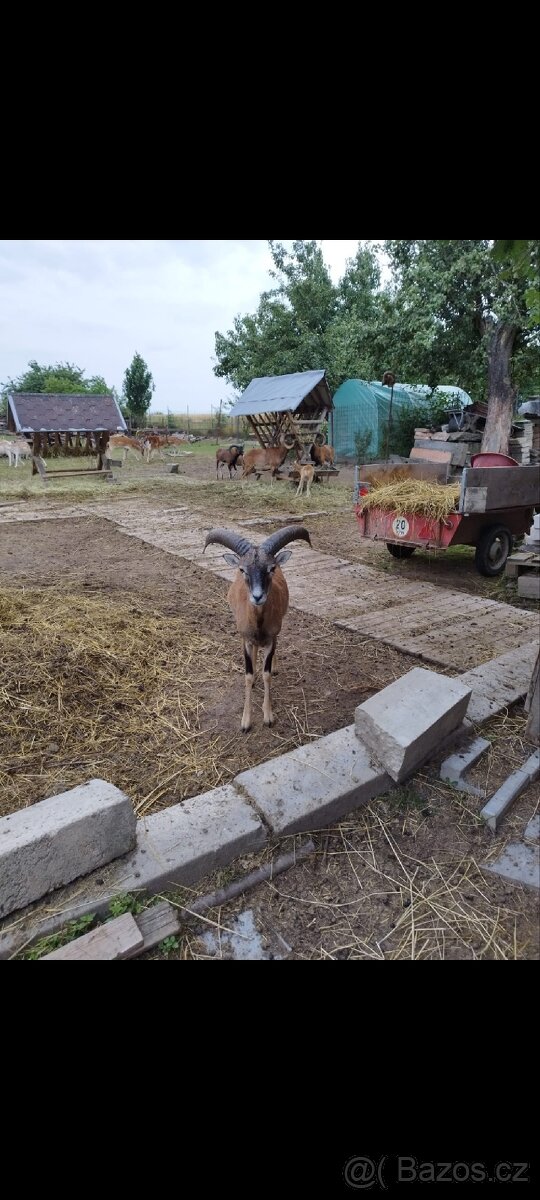 Koupím muflona, ročního beranka