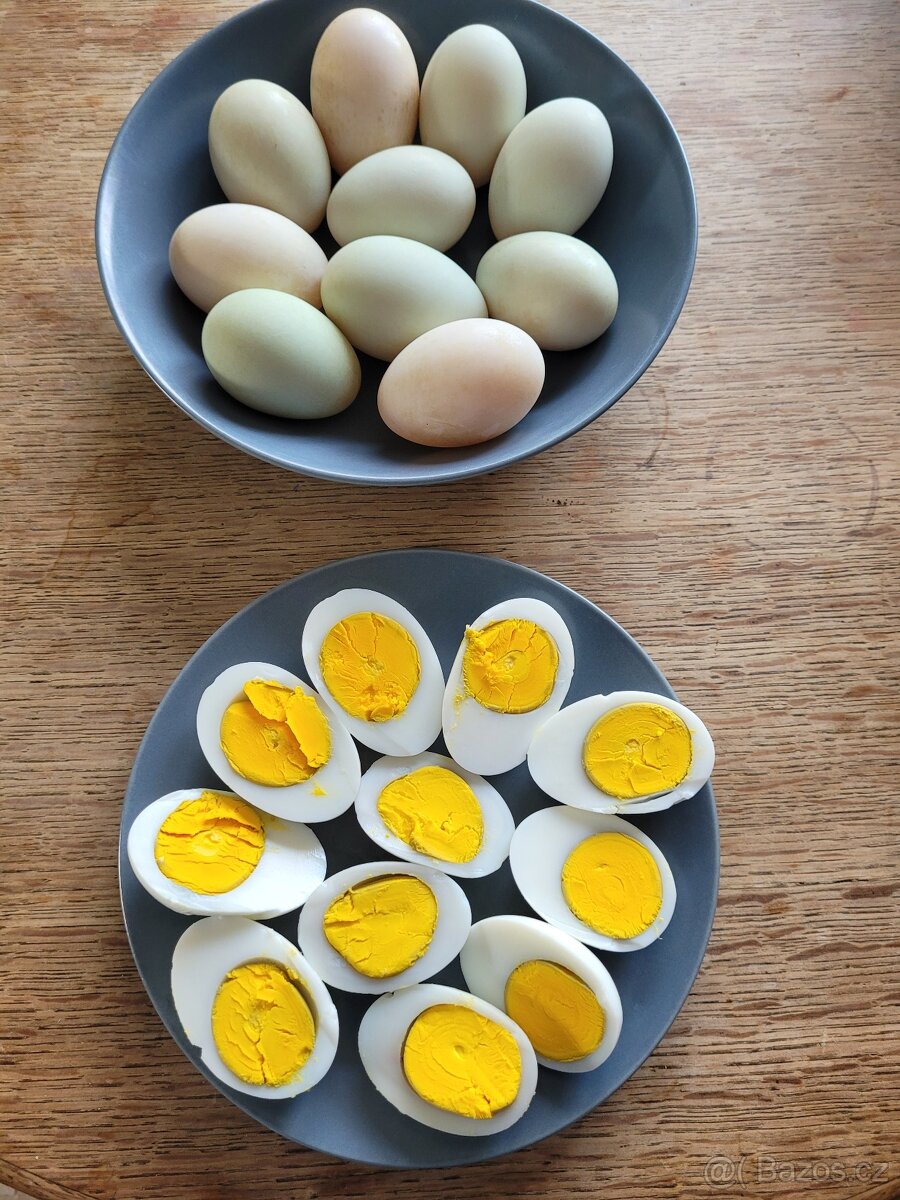 Prodej  domácích vajíček