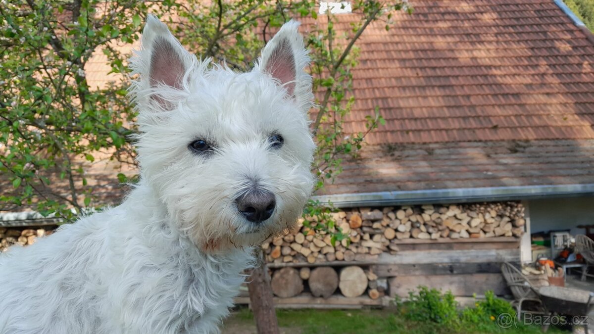 West highland terier - krytí