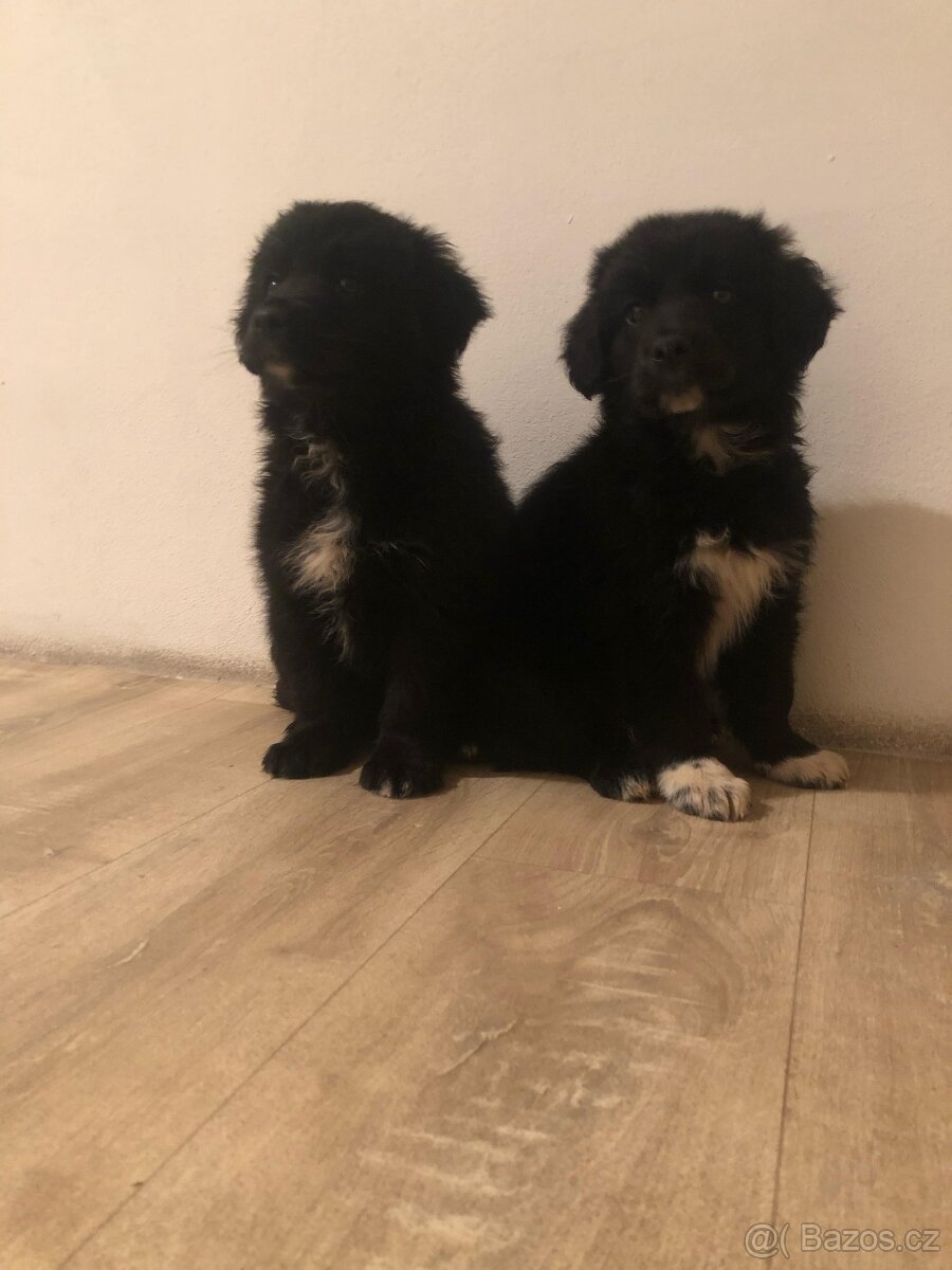 Labrador x border kolie