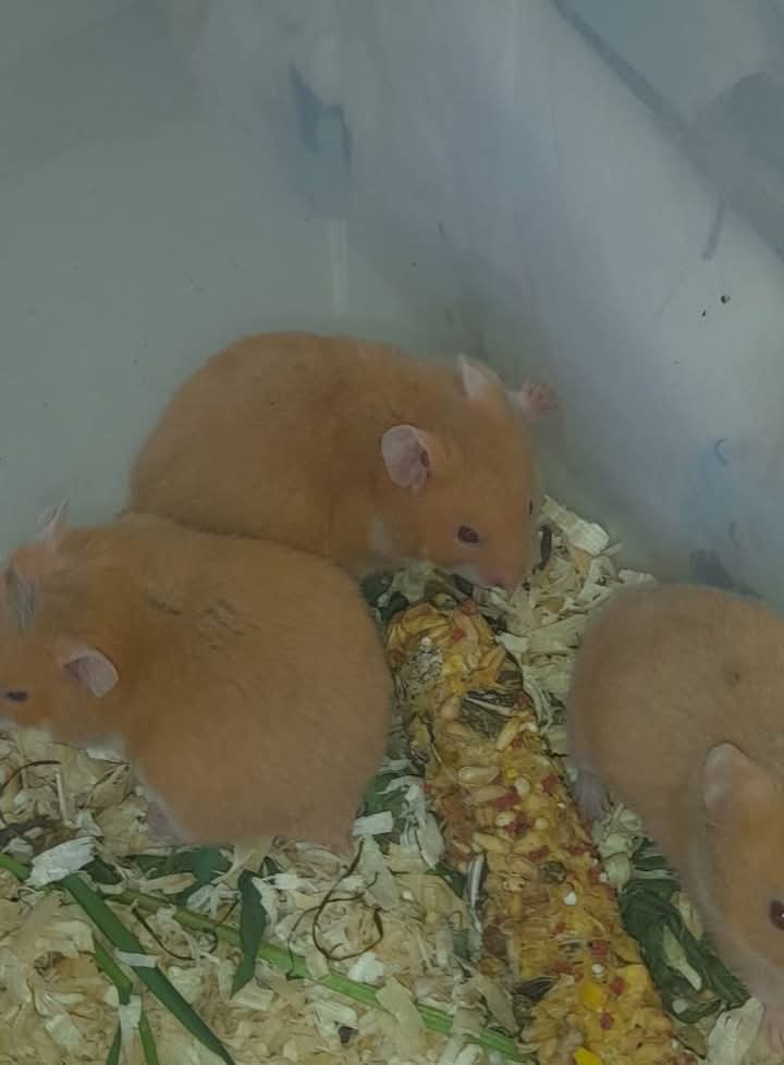Prodám