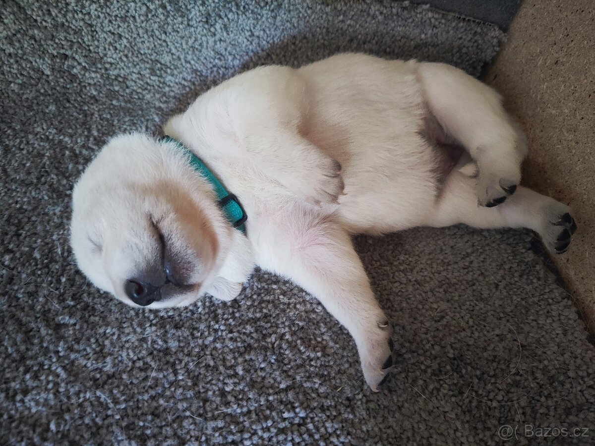 Štěňata labradora