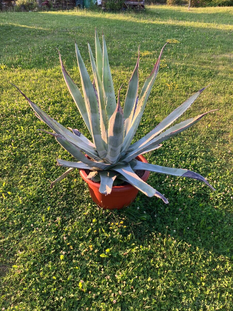 Agáve na zahradu