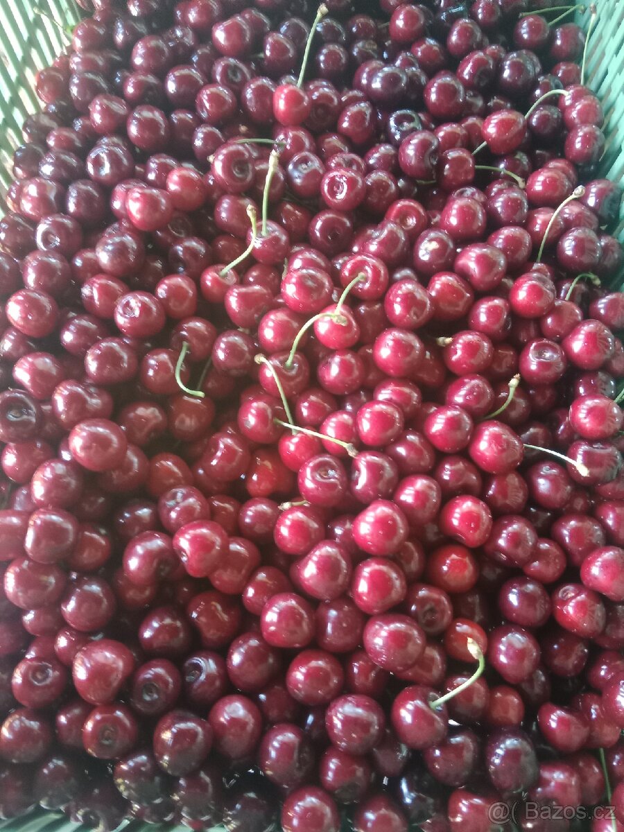 Třešně