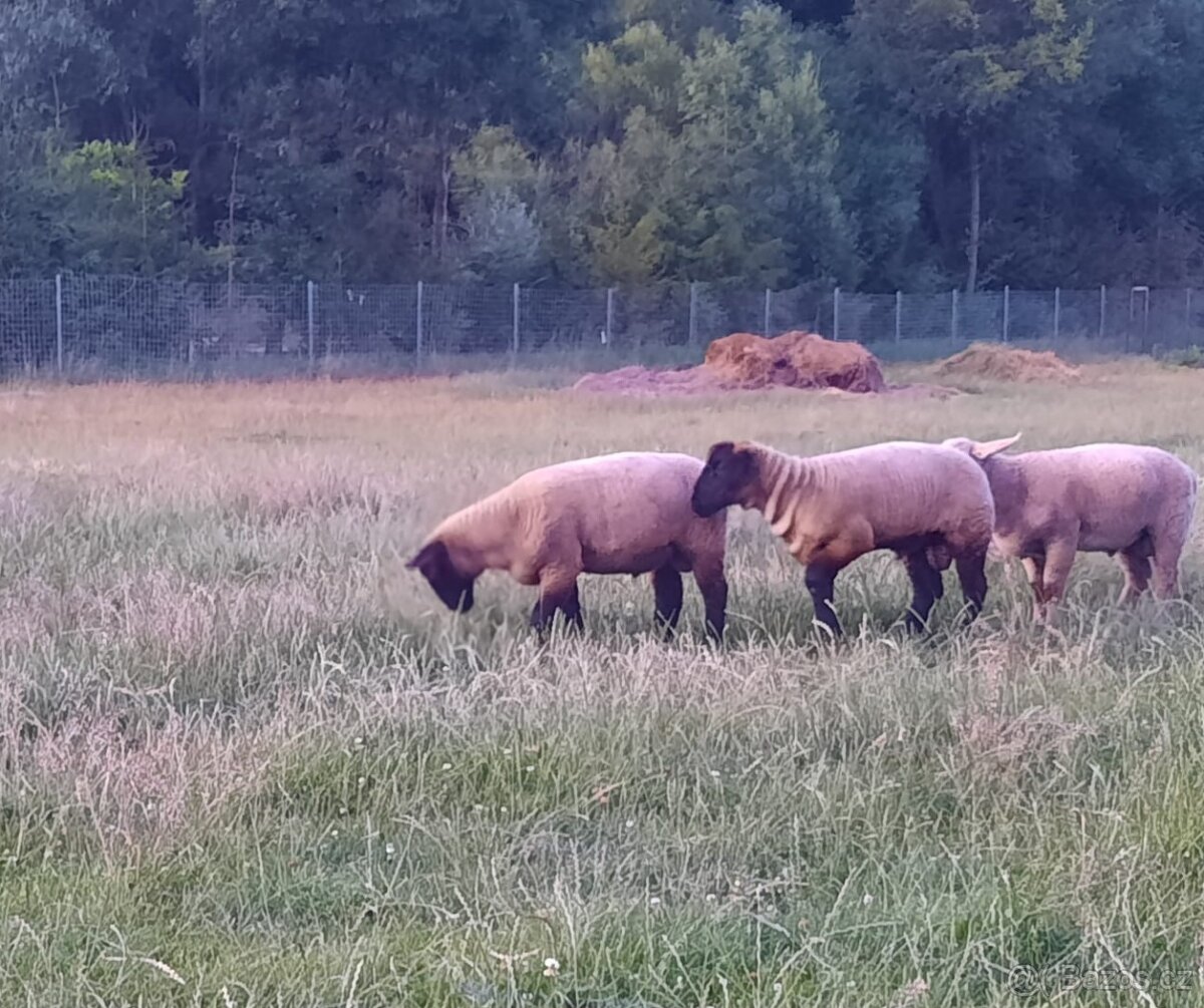 Jehňata Suffolk