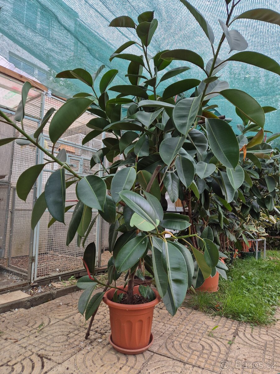 Fikus aneb Fíkovník pryžodárný (Ficus elastica)