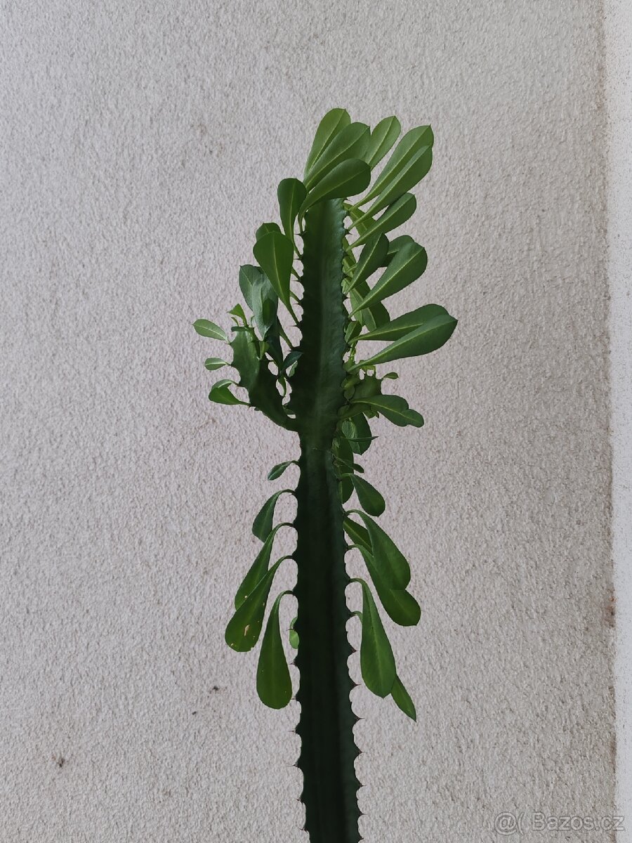 DARUJI - Pryšec trojúhlý (trojboký) – Euphorbia trigona