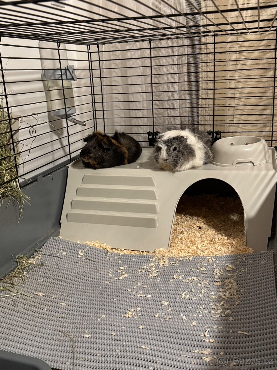 Naše dvě morčátka hledají nový domov 🐹