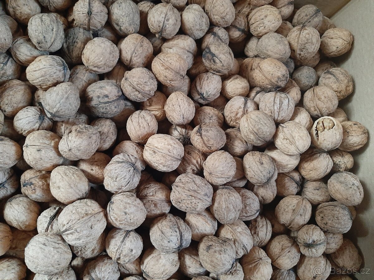 Vlašské ořechy letošní, suché