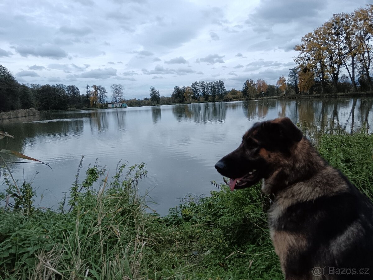 Německý ovčák x belgický ovčák