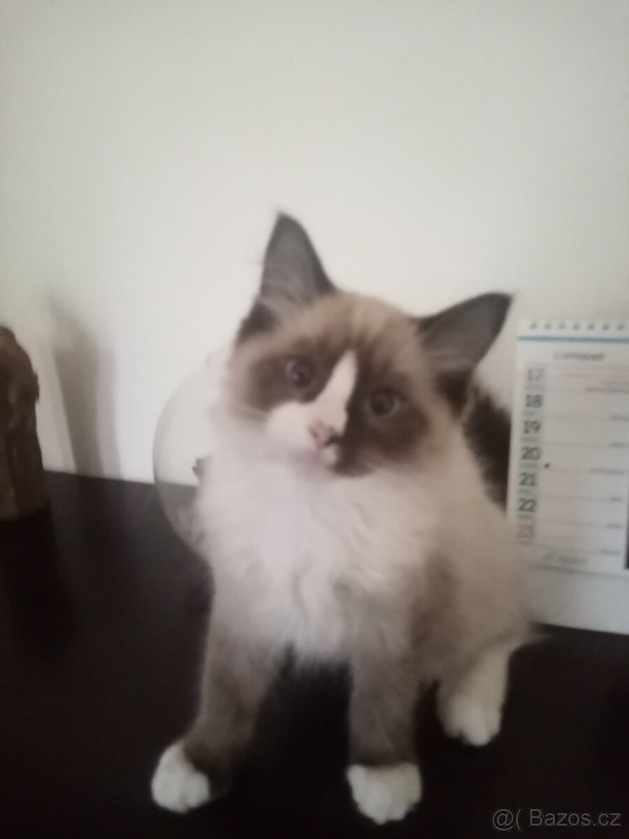 Kotě Ragdoll