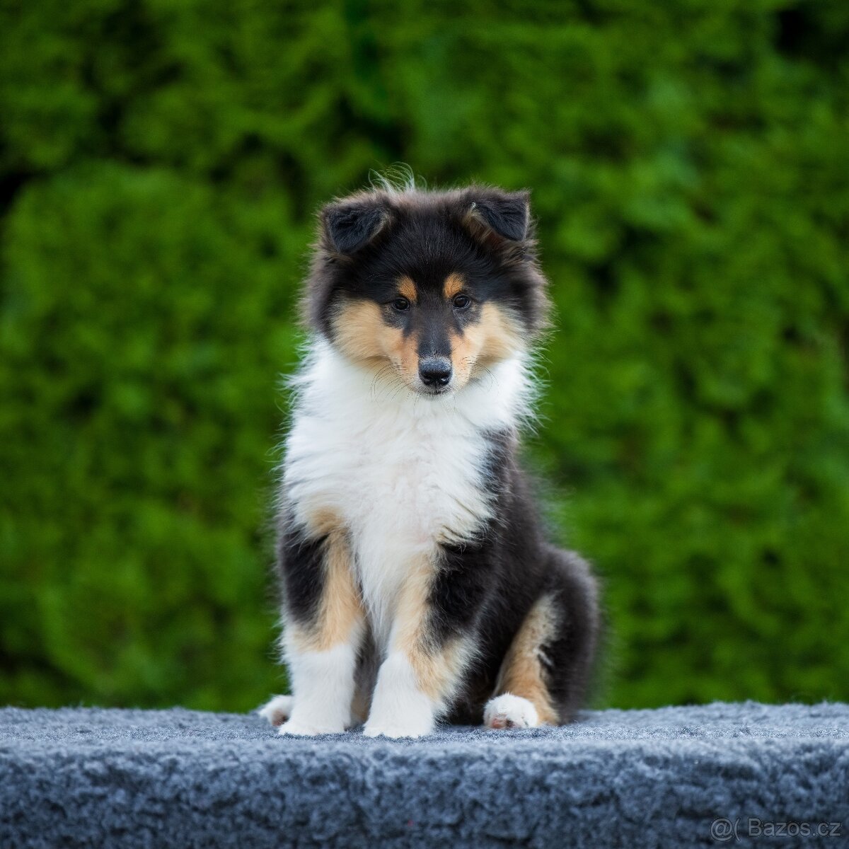 Dlouhosrstá kolie s PP