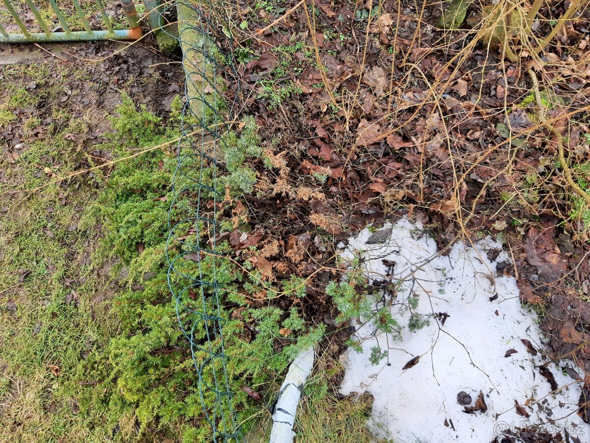 Borovice vejmutovka a další stromky