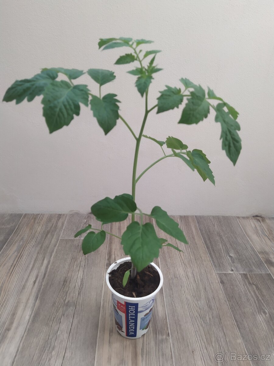 Cherry rajče tyčkové