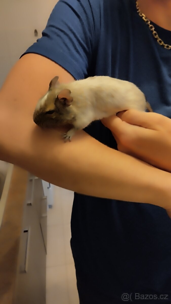 Daruji osmáky degu
