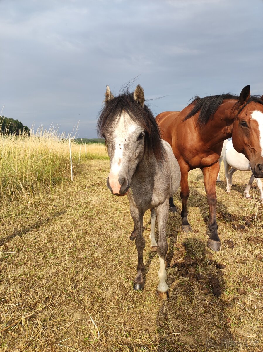Welsh mountain pony sekce A - klisna
