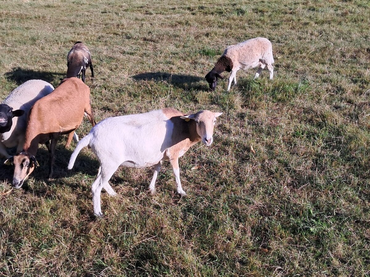 Prodám ovce kamerun a dorper