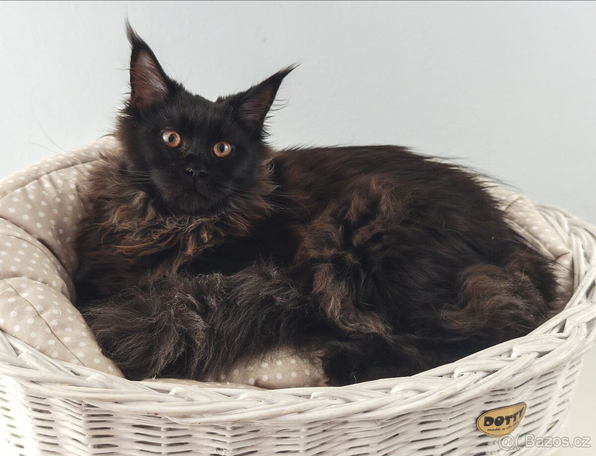 Mainská mývalí kočička s PP