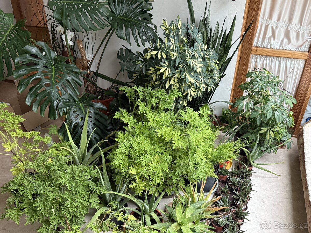 Široká nabídka pokojovek - prodám levně