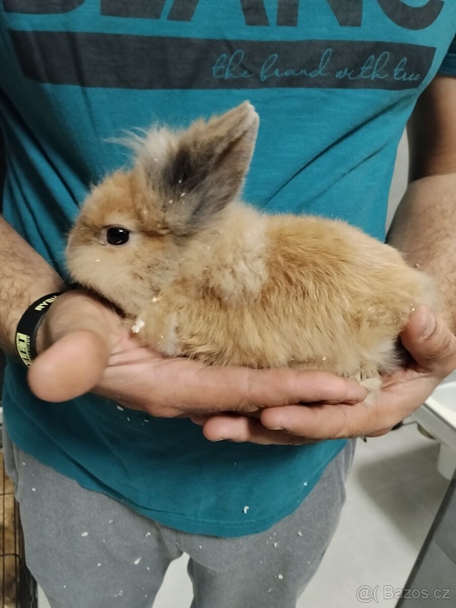 Zakrslí králíčci