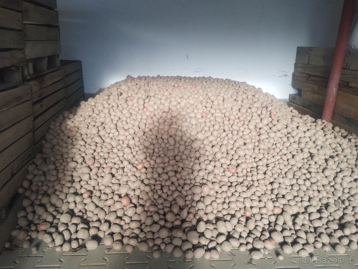 BIO brambory z farmy s certifikátem