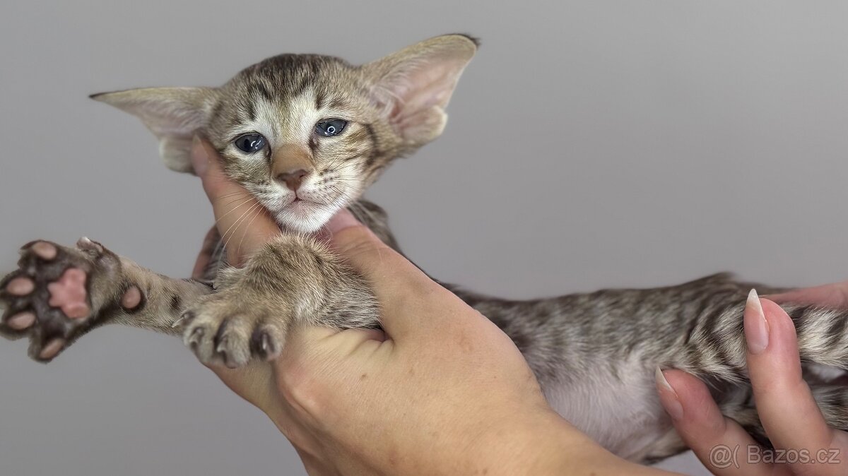 Orientální koťe Orthia Marbleficent s PP